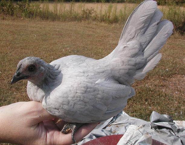 46726_p1010011.jpg