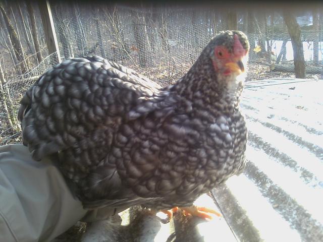 46733_hen.jpg