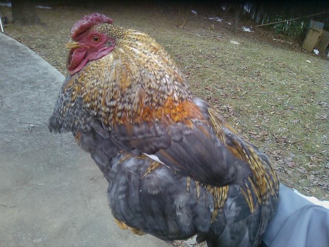 46733_rooster.jpg