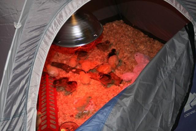 46776_chicks_tent2.jpg