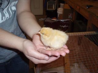 46815_chicks_ethel.jpg