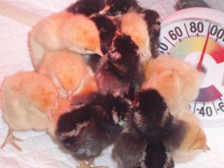 46815_chicks_huddle_02.jpg
