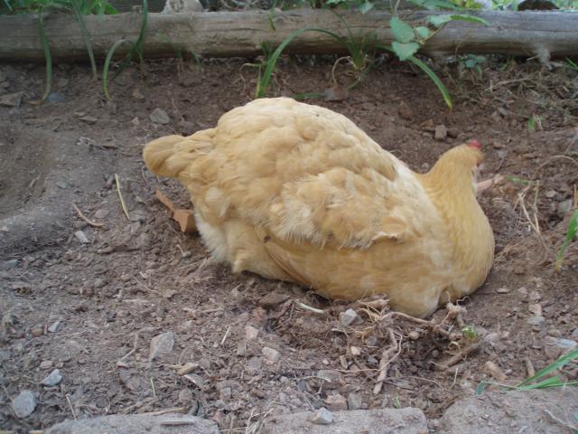 46815_missingfeathers.jpg