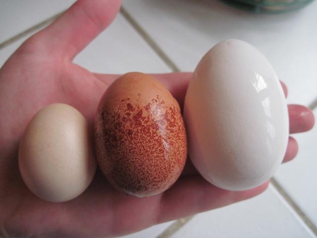 46869_3_eggs.jpg
