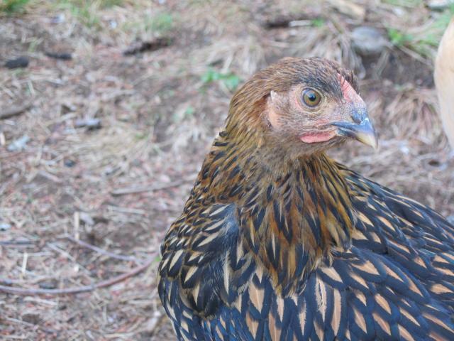 46869_glw_wattles.jpg