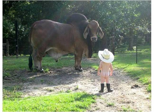 46870_bull_boy.jpg