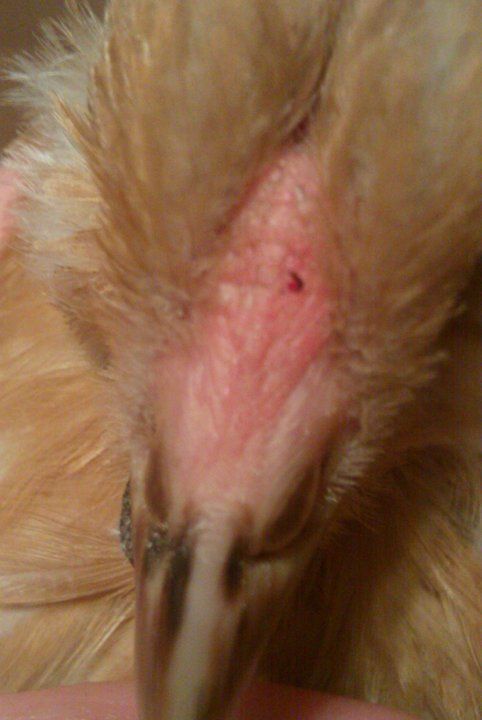 4689_fowlpox4.jpg