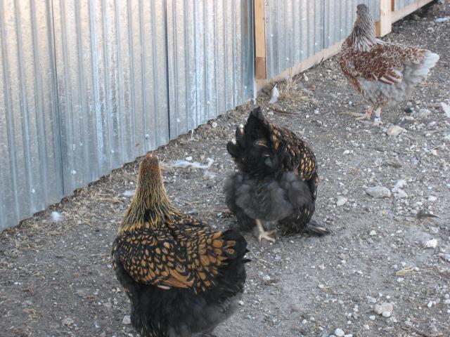 46907_lucy_chickens_009.jpg