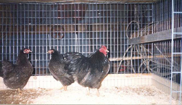 46907_scan18_0018.jpg