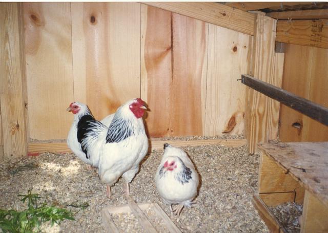 46907_scan6_0006.jpg