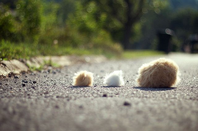 4690_silkie_escape.jpg