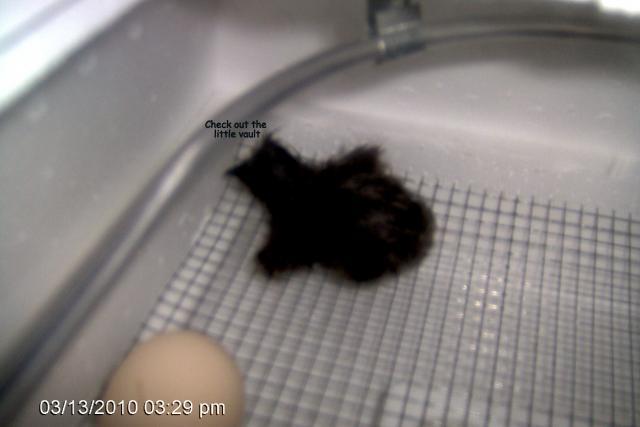 4690_vault_chick.jpg