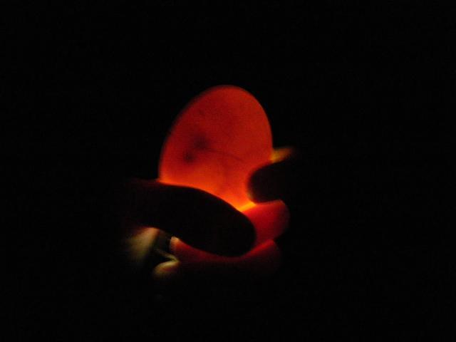 46931_dscf1779.jpg