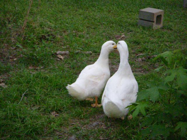 46931_dscn2414.jpg