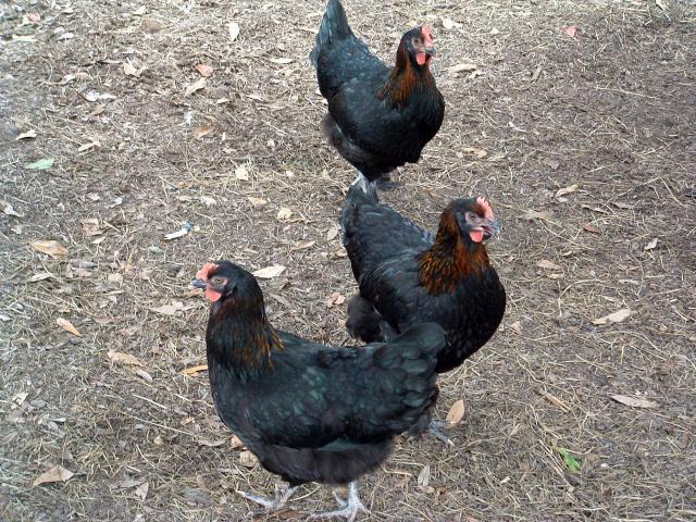 46932_3_or_4_bcm_hens.jpg
