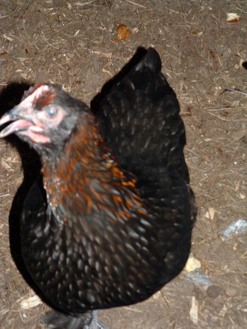 46932_bcm_chicken_eye.jpg