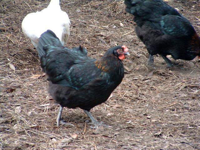 46932_bcm_hens.jpg