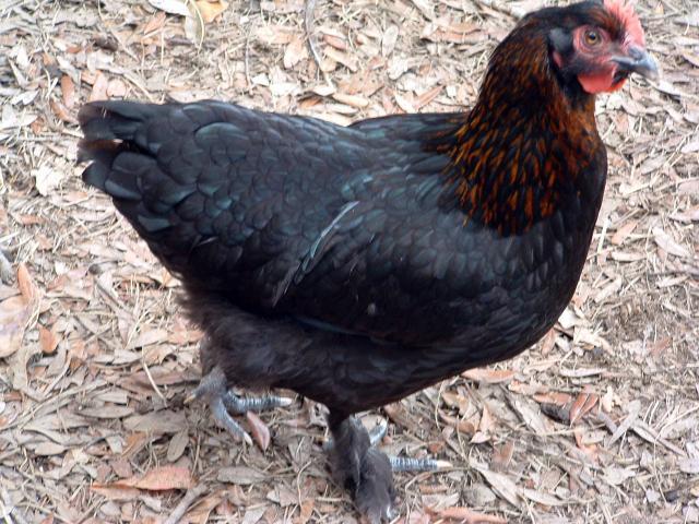 46932_bertha_bcm.jpg