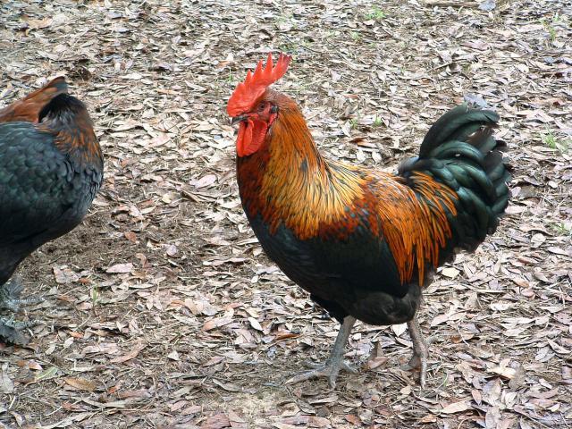 46932_chicken_eye_tango.jpg