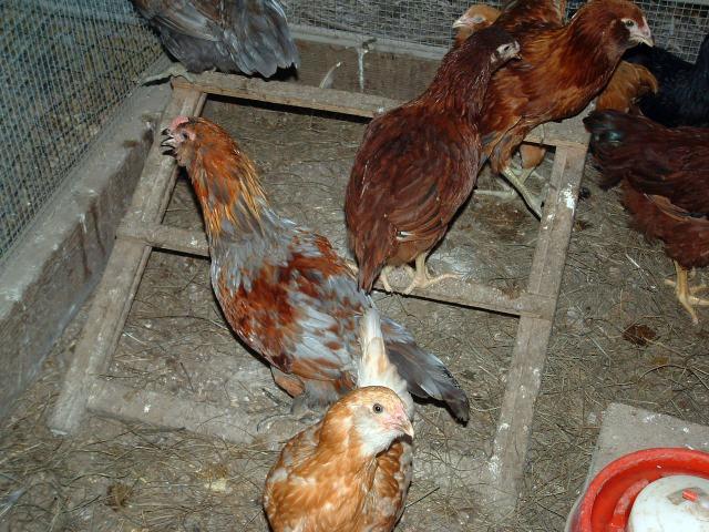 46932_ee_hens.jpg