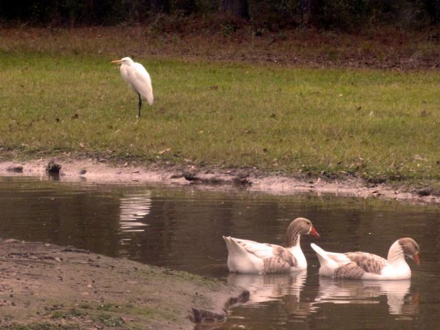 46932_egret_visitor.jpg