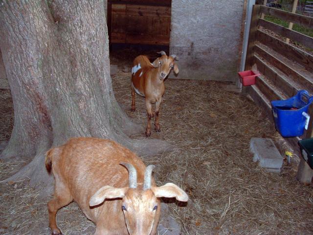 46932_hersh_and_willie.jpg