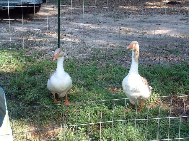 46932_pom_geese_81411.jpg