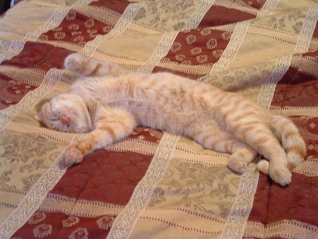 46932_sleeping_kitty.jpg