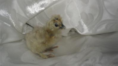 46956_chickie_morri.jpg