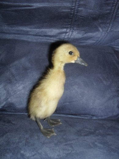 46956_little.jpg