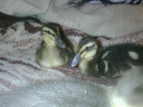 46966_baby_mallards_00.jpg