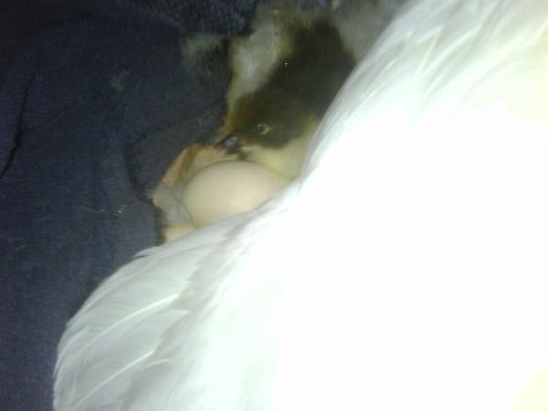 46966_duckling_05.jpg