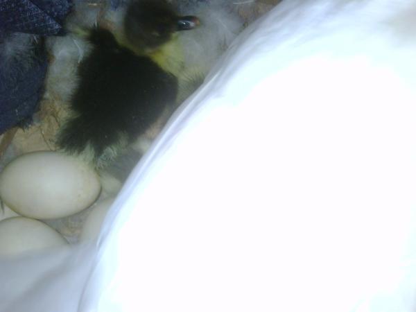46966_ducklings_5.jpg