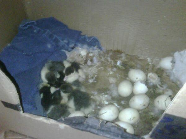 46966_ducklings_7.jpg