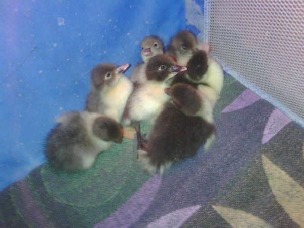 46966_ducklings_9.jpg