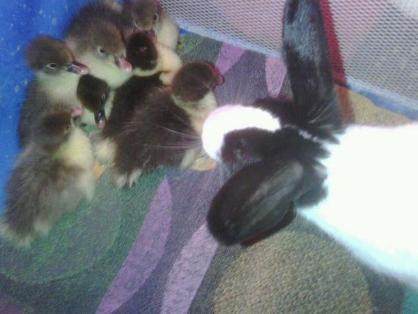 46966_ducklings_and_billy.jpg