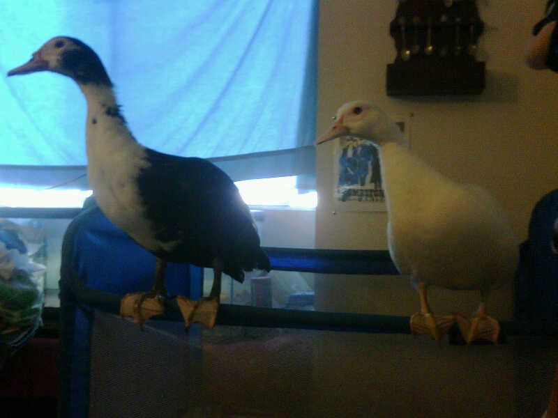 46966_roosting_ducks.jpg