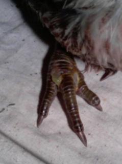 47017_chickenfoot.jpg