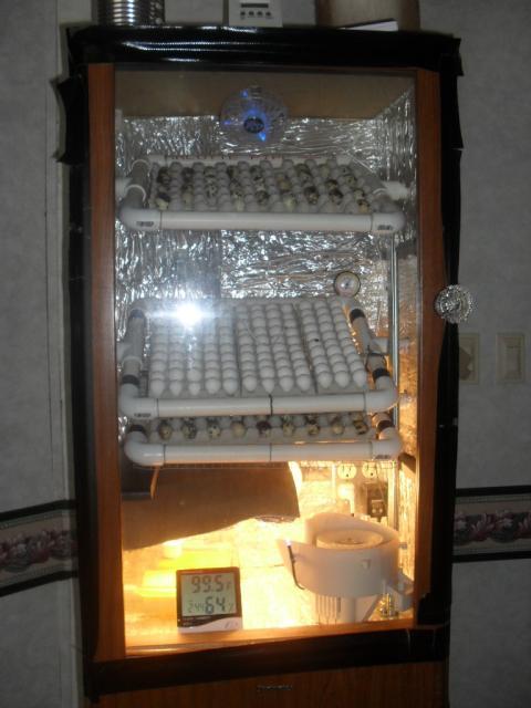 47039_bobwhite_eggs.jpg