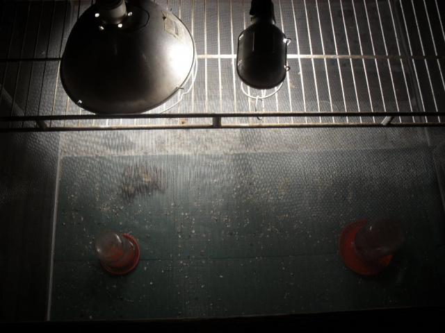 47039_g3rf2d1e.jpg