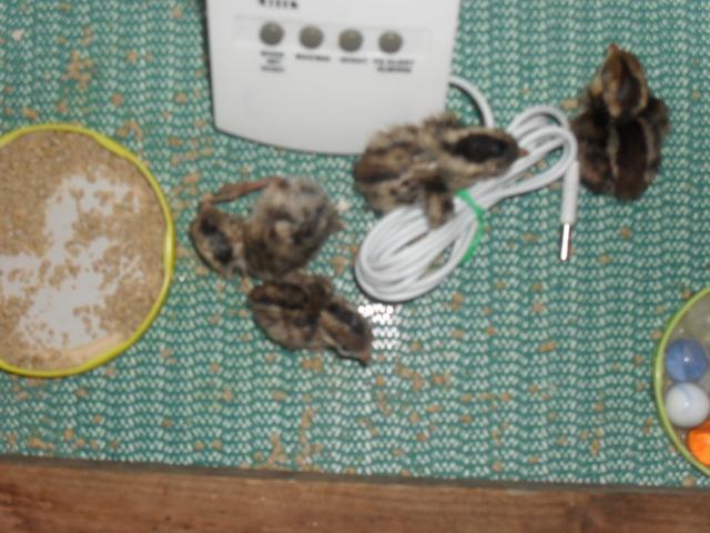 47039_valley_chicks.jpg