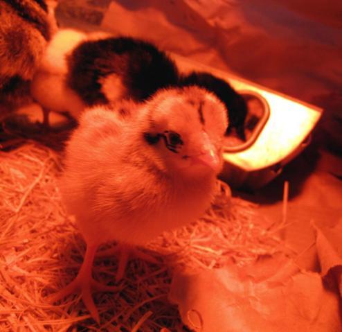 47060_chicks0005.jpg