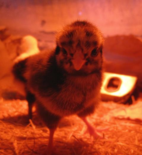 47060_chicks0007.jpg