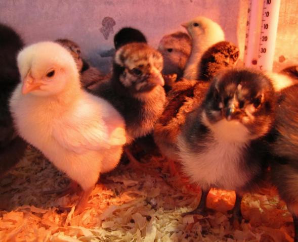 47060_chicks_one_week0004.jpg