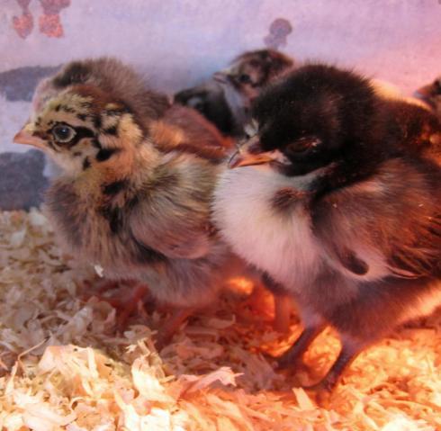 47060_chicks_one_week0006.jpg