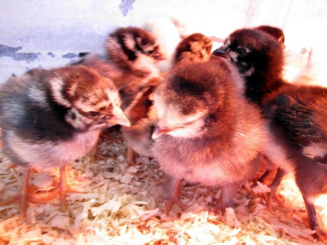 47060_chicks_one_week0009.jpg