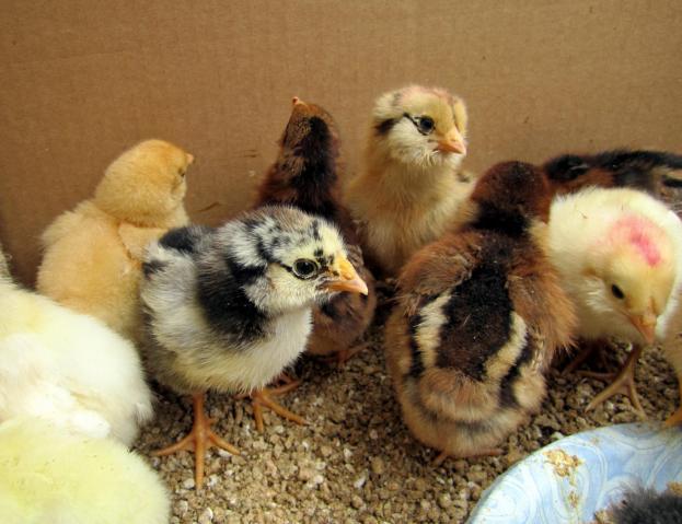 47060_chicks_one_week0013.jpg