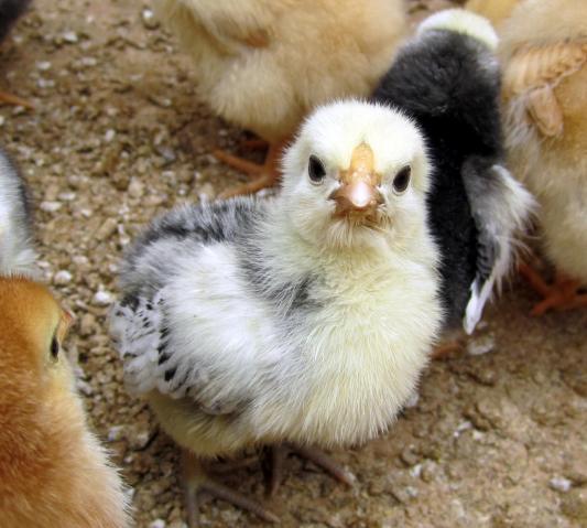 47060_chicks_one_week0014.jpg