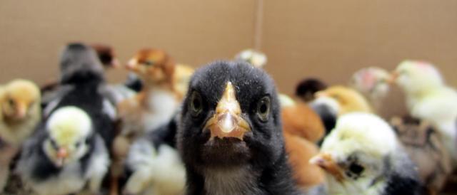 47060_chicks_one_week0016.jpg