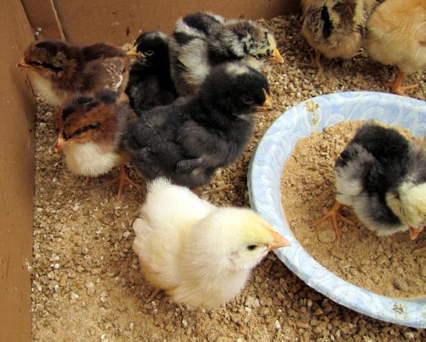 47060_chicks_one_week0017.jpg